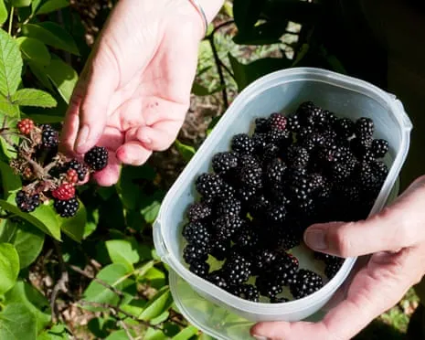 Seeking: Scrumptious Bakes to Utilize a Surplus of Homemade Jam