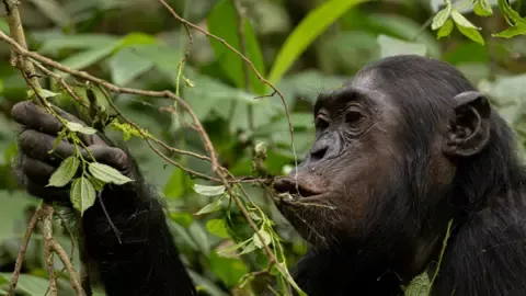 Apes Ingesting an Amount Equal of an Alcoholic Beverage Per Day from Overripe Fruits, Research Finds
