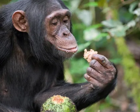 Chimpanzees Consume Daily Ethanol Equivalent to a Beer from Ripe Figs